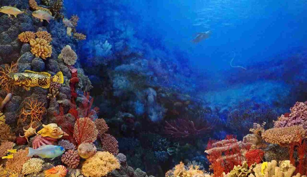 Fondale marino (Pixabay foto) - www.marinecue.it