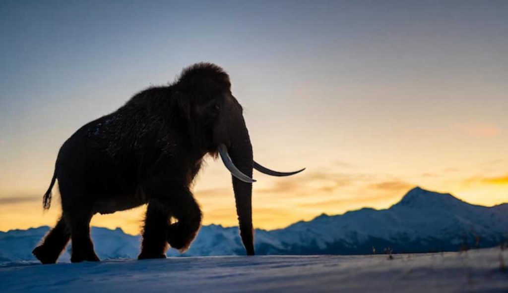 Ritrovato un mammut nel nostro paese: era sicuramente in cerca di cibo | Tutto il mondo assiste alla scoperta