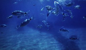 Illustrazione di alcuni pesci in profondità (Canva FOTO) - marinecue.it