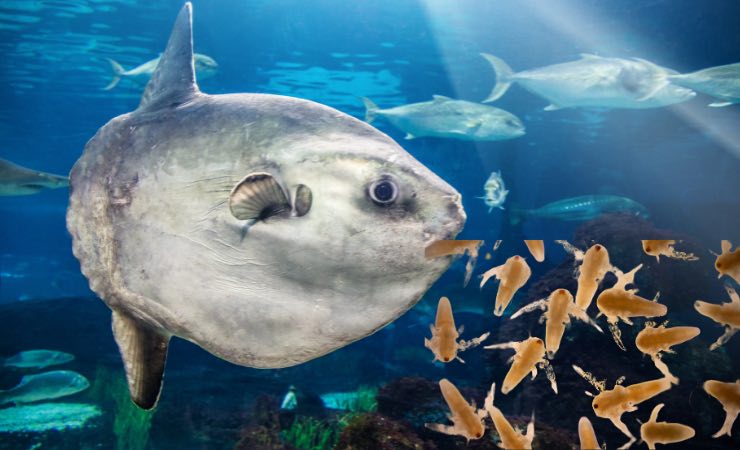 Un modo per sopravvivere