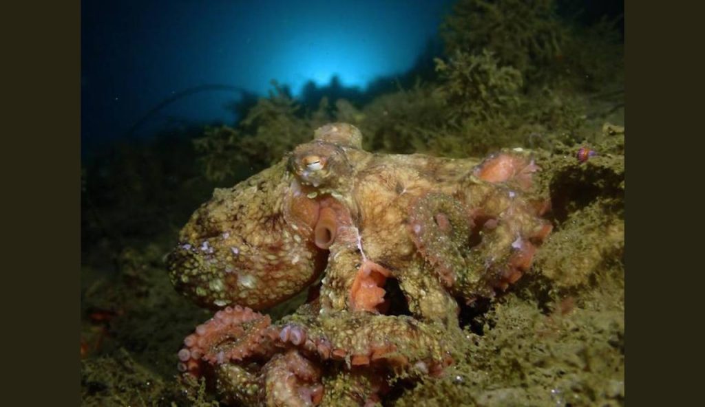 Riprodotto in laboratorio il pigmento dei polpi: svolta per il mimetismo bioispirato