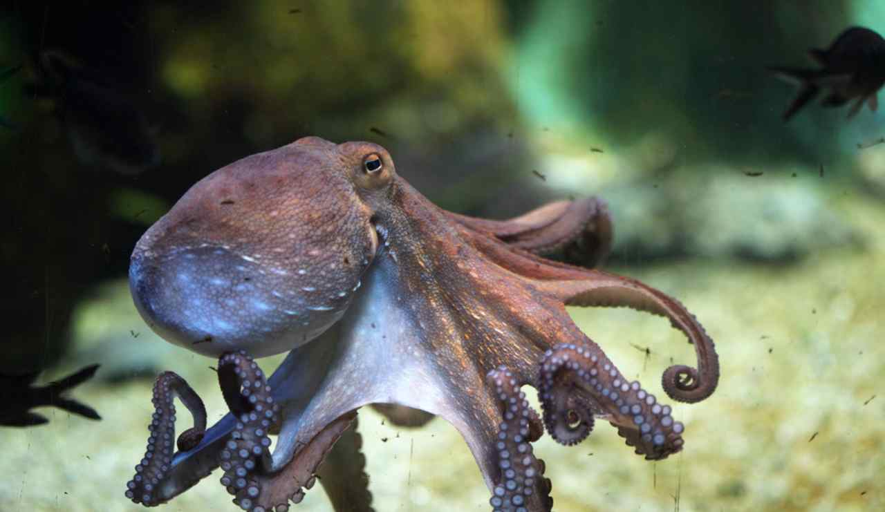 Polpo e pesci (Depositphotos foto) - www.marinecue.it