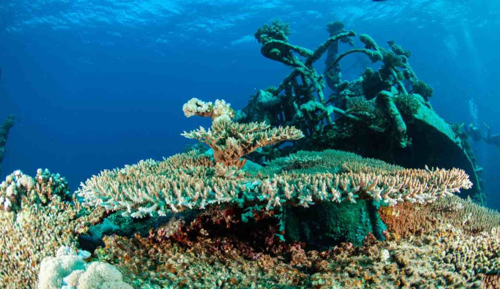 Relitti rinati: come le navi della Prima Guerra Mondiale ospitano un ecosistema unico