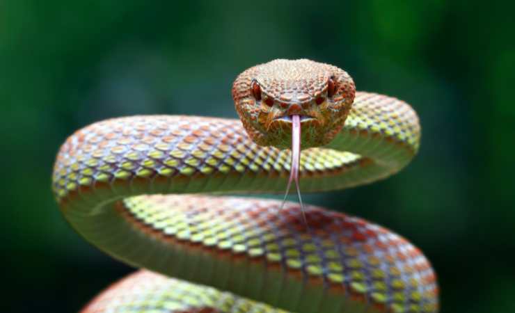 Serpente particolare