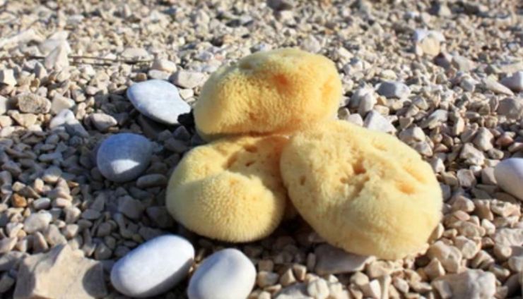 Spugne di mare (Depositphotos foto) - www.marinecue.it