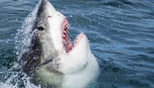 Una specie a rischio