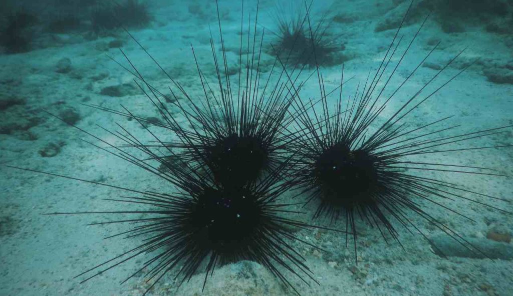 Una pandemia marina sta cancellando i ricci di mare: impatti globali e rischi ecologici