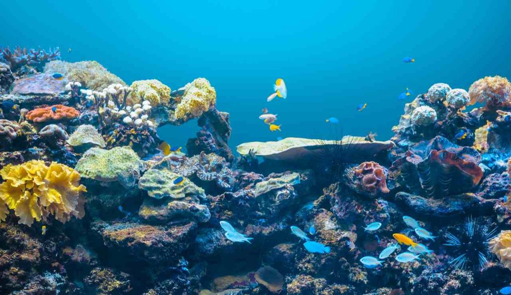 Come la fauna marina può aiutarci a salvare gli oceani?