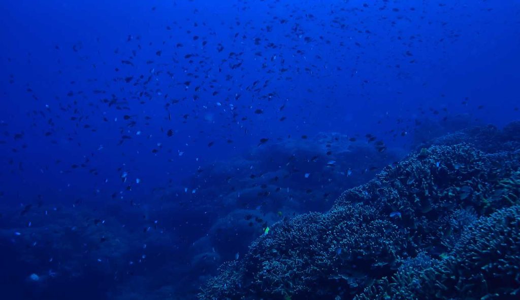 Marine darkwaves: blackout sottomarini mettono a rischio gli ecosistemi costieri