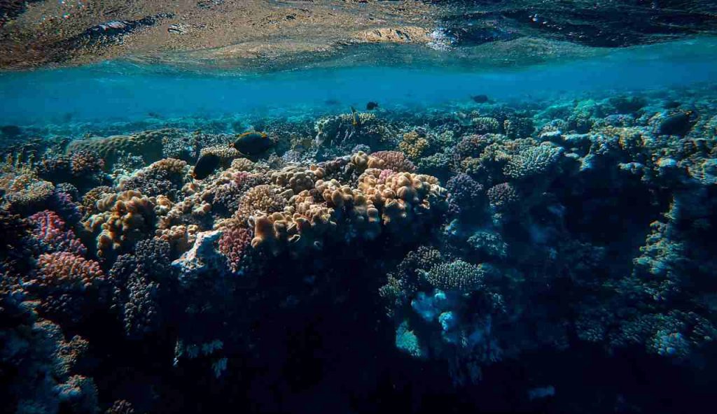 Nuove ricerche hanno individuato un anello mancante nella catena alimentare dell’oceano profondo