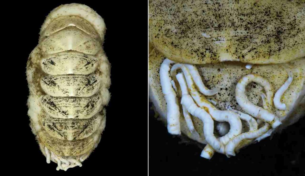 Ferreiraella populi: il chitone degli abissi nominato dal pubblico e descritto dalla scienza