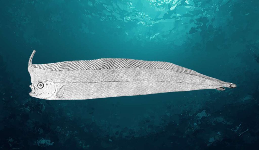 Pesce liocorno sulle spiagge messinesi: biologia, habitat e rarità di un fantasma degli abissi